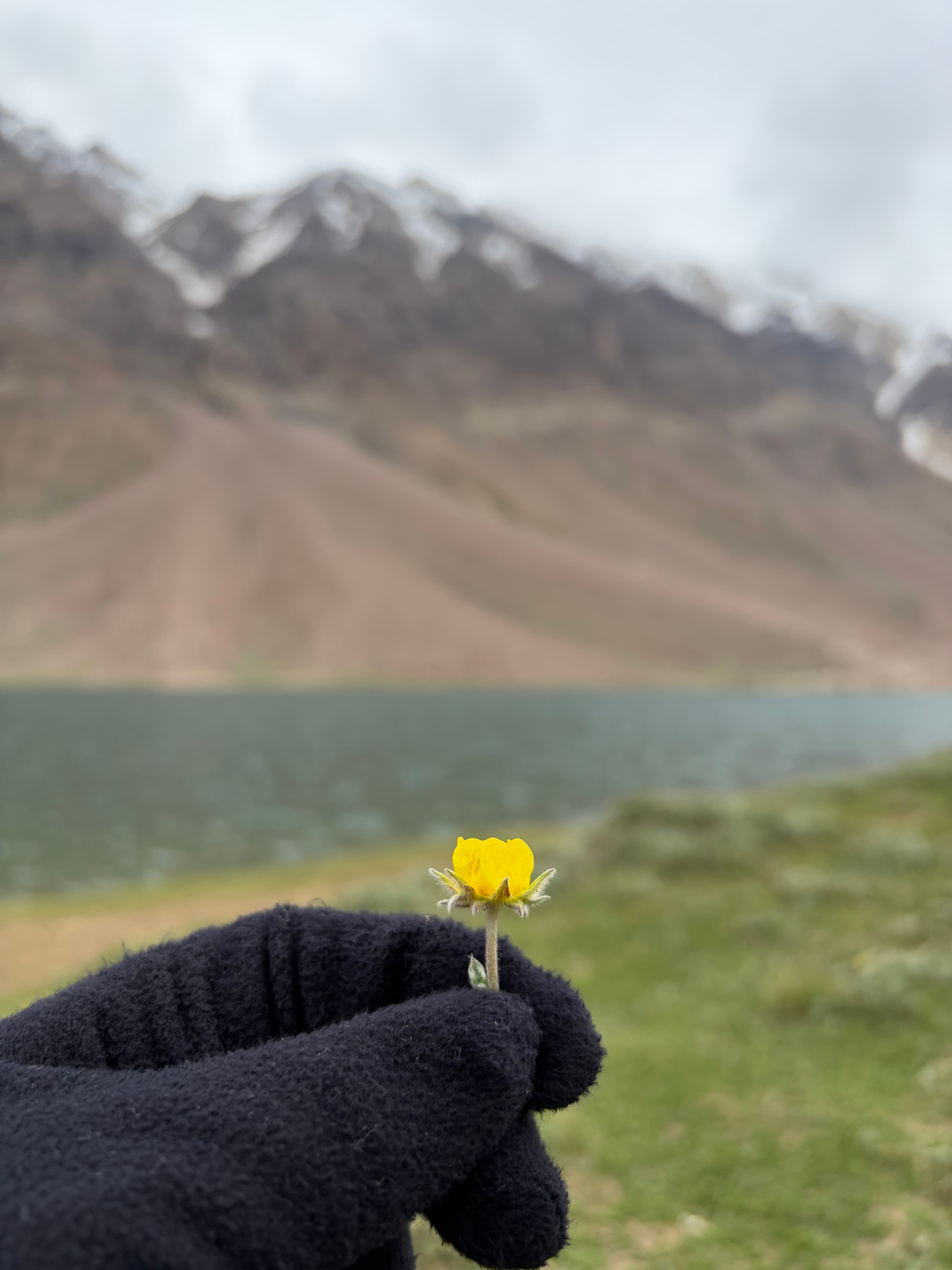A small flower held against Chandratal Lake
