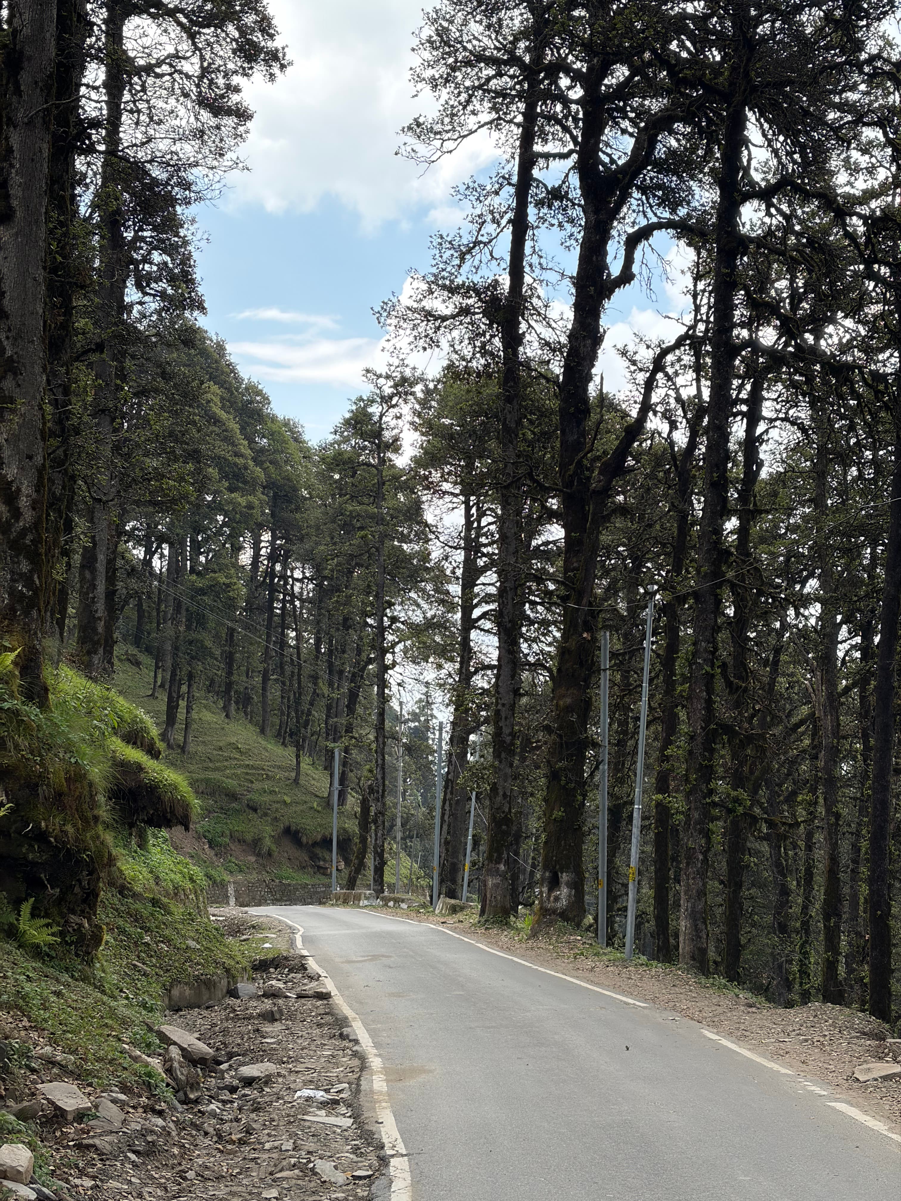 A forest road beneath the clear skies of Jibhi